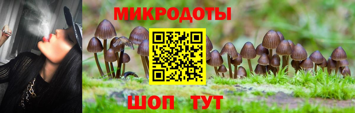 Псилоцибиновые грибы Psilocybe  Клинцы 