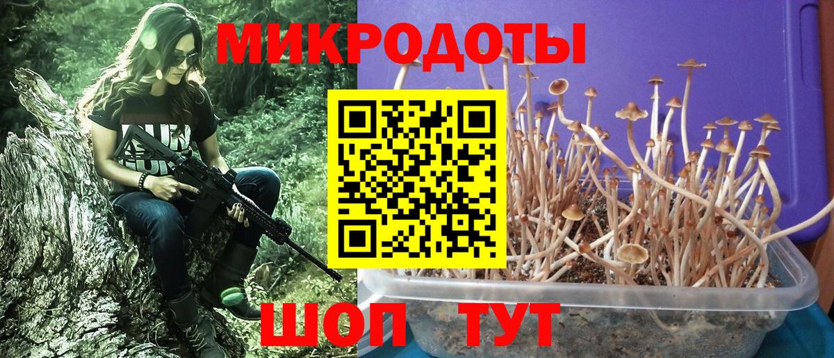 Галлюциногенные грибы Psilocybe Клинцы